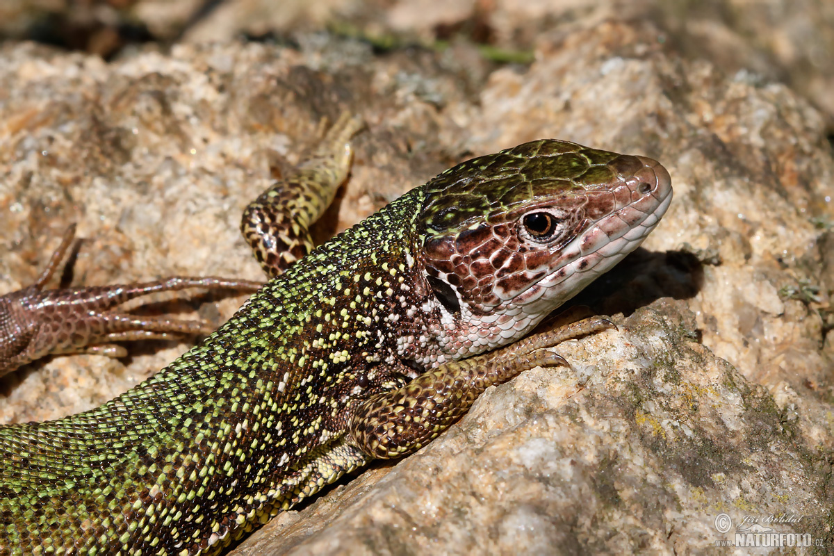 Ještěrka zelená | Naturfoto.cz