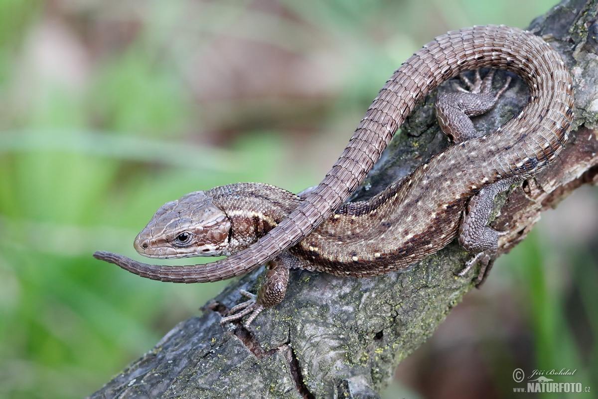 Ještěrka živorodá | Naturfoto.cz