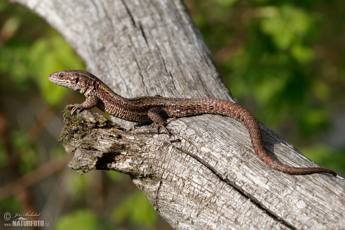 Ještěrka živorodá | Naturfoto.cz