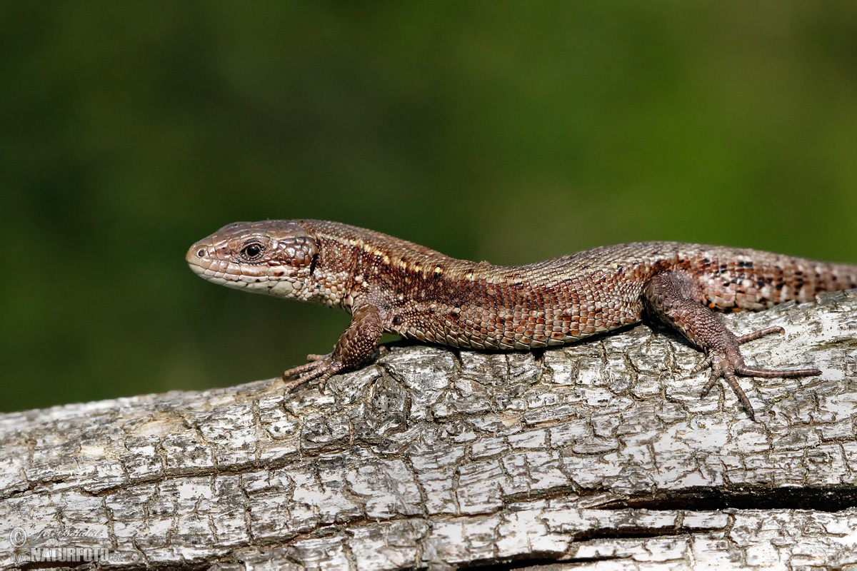 Ještěrka živorodá | Naturfoto.cz