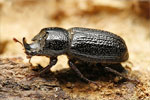 Brouci (Coleoptera)