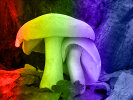 Mushrooms key - Identify fungi by colour