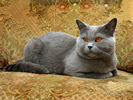 Tapeta na plochu PC (Britská modrá kočka)